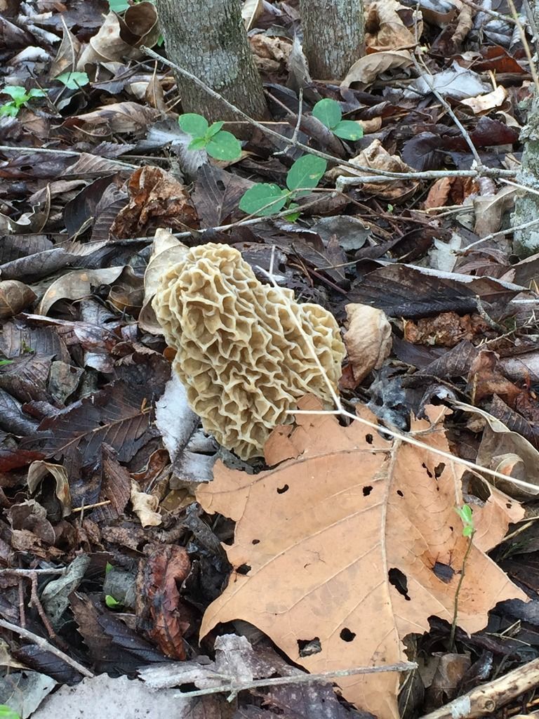 Morel mushrooms in mississippi! Mississippi Hunting and Fishing Forums