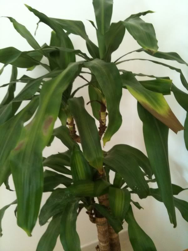 Dracaena leaves turning black any help?