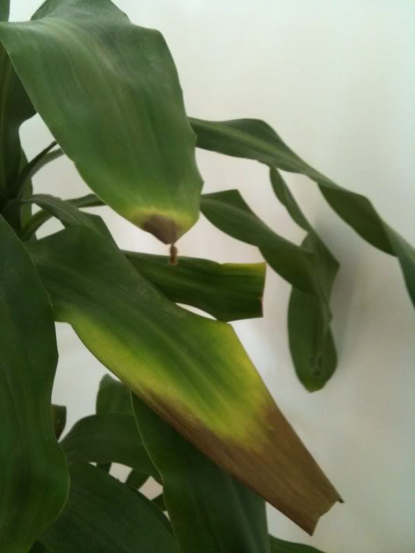 Dracaena leaves turning black any help?