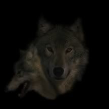 wolf photo: Wolf awolfhead.jpg