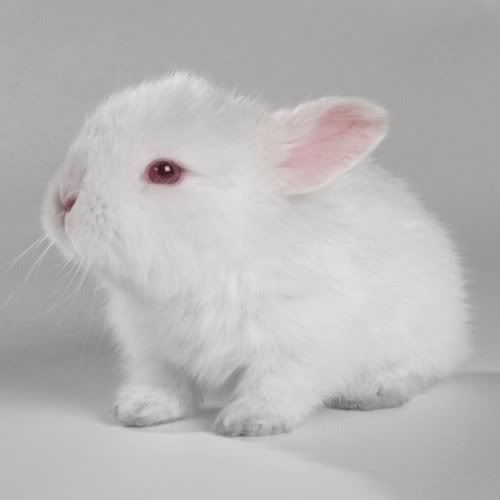 500-white_bunny.jpg