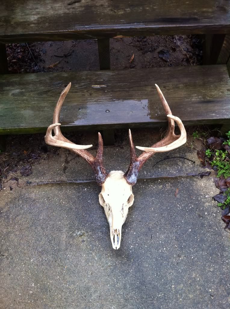 degrease a deer skull?