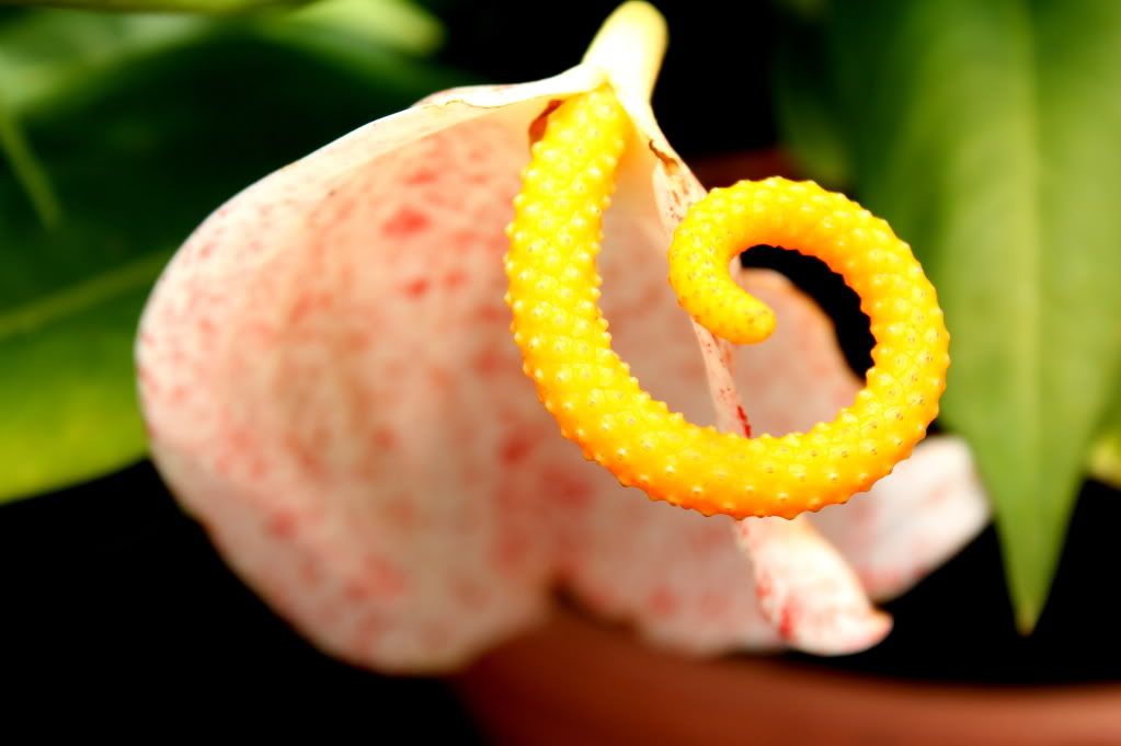 IMAGE: http://i819.photobucket.com/albums/zz117/rh5385/DPP_0009.jpg