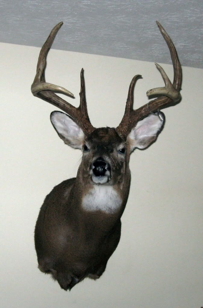2008bigbuck.jpg