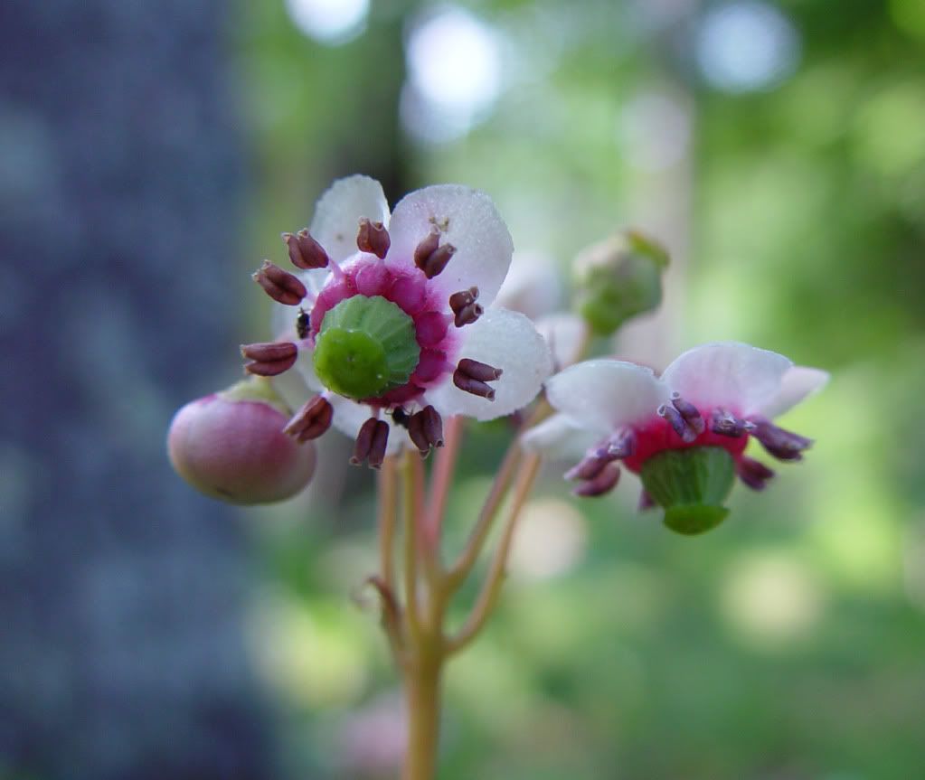 Pipsissewa Pictures, Images and Photos