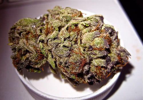Purple Kush Pictures, Images and Photos