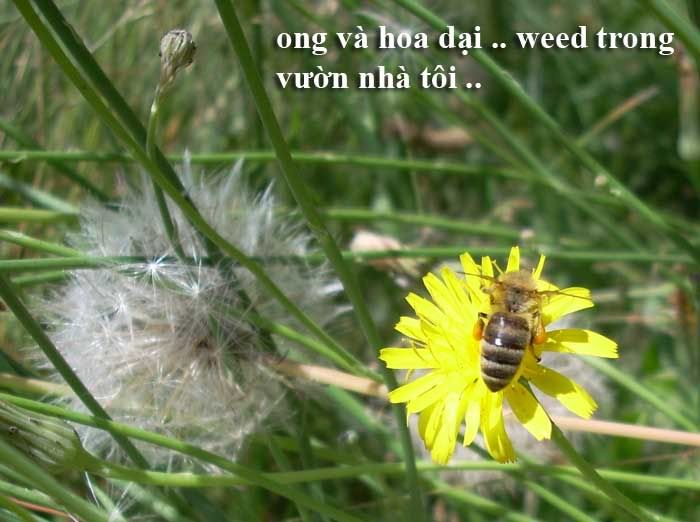 ztd-bee-weed1.jpg picture by tddesign-1