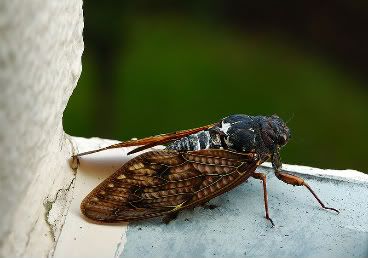 Cicada.jpg