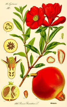 Pomegranate.jpg